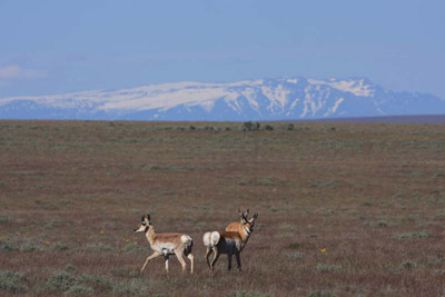 Pronghorn and Steens